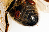Parasitised honeybee