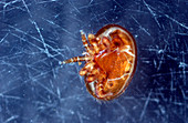 Varroa mite