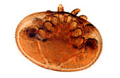 Varroa mite