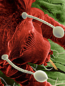 Red palm mite feeding,SEM