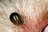 Tick on a dog's skin