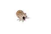 Tick engorged with blood