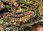 Flat-backed millipedes mating