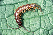 Centipede on leaf