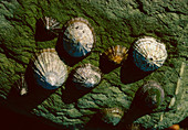 Limpet on the side of rocks,S.W. England