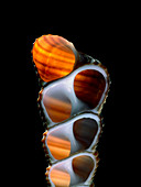 Turret snail shell