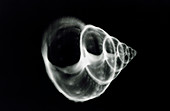 X-ray: shell of the marine snail,Lischkeia undosa