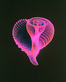 Coloured X-ray of a whelk-like seashell