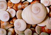 Bolma rugosa sea snail shells