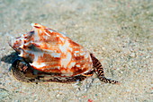 Bat volute sea snail