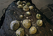 Common limpets