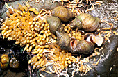 Common whelks