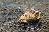 Marine mollusc