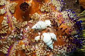 Parasitic marine snails