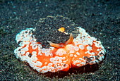 Umbraculum umbraculum sea slug