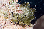 Sea slug (Elysia ornata)