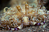 Sea slug