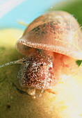 Schistosomiasis snail