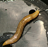 Yellow slug