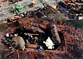 Slugs laying eggs