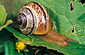 Land snail