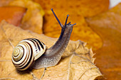 White-lipped snail