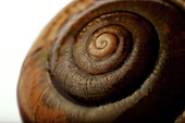 Snail shell