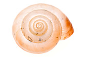 Juvenile snail shell
