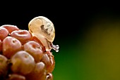 Baby snail
