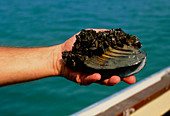 Hand holding Zebra mussels,Dreissena polymorpha