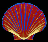 X-ray of pecten scallop shell