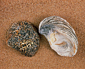 View of an edible oyster shell,Ostrea edulis