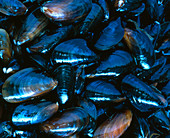 Several mussels (Mytilus galloprovincialis)