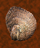 Bivalve shell