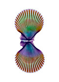 Queen scallop shell,X-ray
