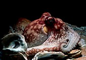 Octopus vulgaris 'blushing' in defensive reaction