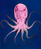 Coloured X-ray of an unidentified octopus