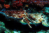 Pharaoh cuttlefish