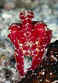 Papuan cuttlefish