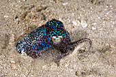 Berry's bobtail squid burying in sand