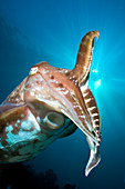 Broadclub cuttlefish