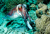 Male broadclub cuttlefish