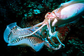 Male pharaoh cuttlefish fighting
