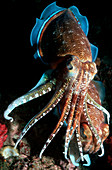 Pharaoh cuttlefish reproduction