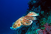 Pharaoh cuttlefish reproduction