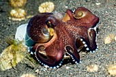 Veined octopus feeding