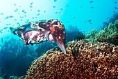 Broadclub cuttlefish about to lay eggs