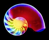 Coloured X-ray of the Nautilus shell