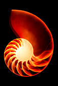 Nautilus shell,X-ray