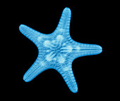 X-ray of a starfish